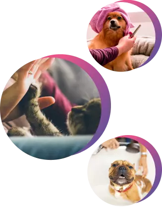 Bolhas de sabão - Banho Pet