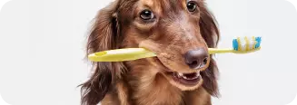 Serviço de Higiene Bucal para Pets